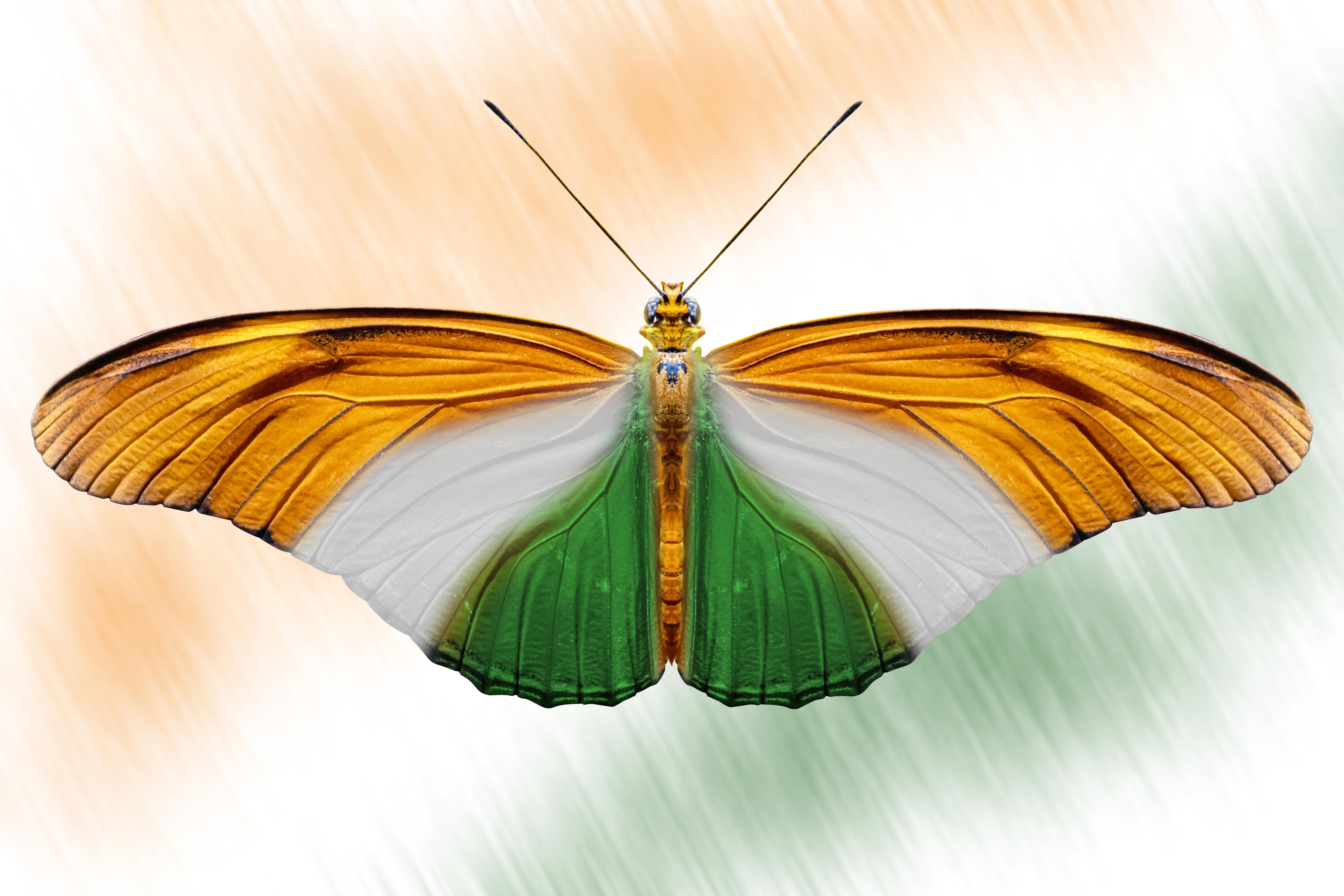 Indian Conceptual Flag Images Free Downloads